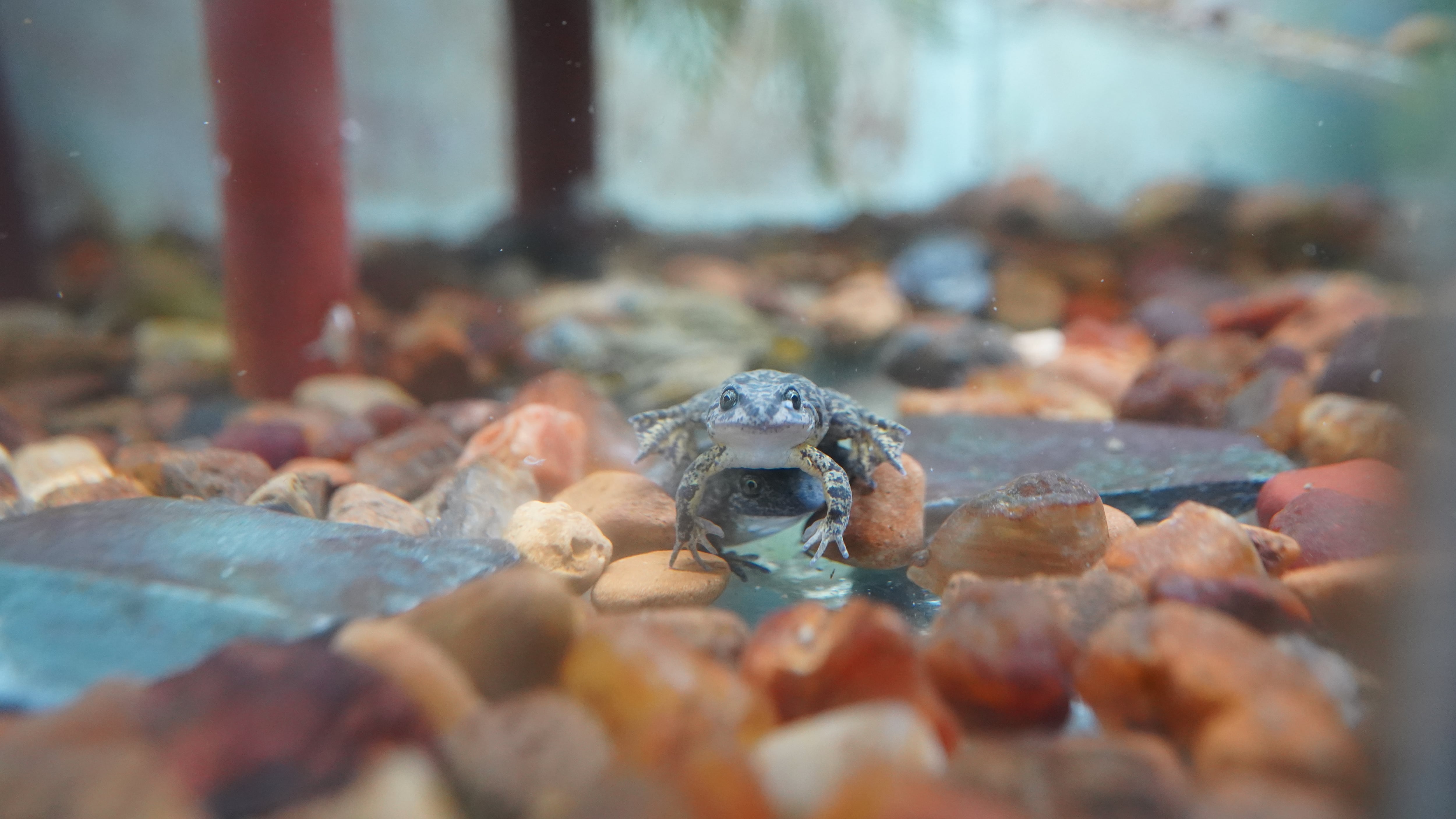 El objetivo es reintroducir la especie en su ambiente natural. Se busca crear un nuevo núcleo reproductivo para que pronto vuelvan a la naturaleza
