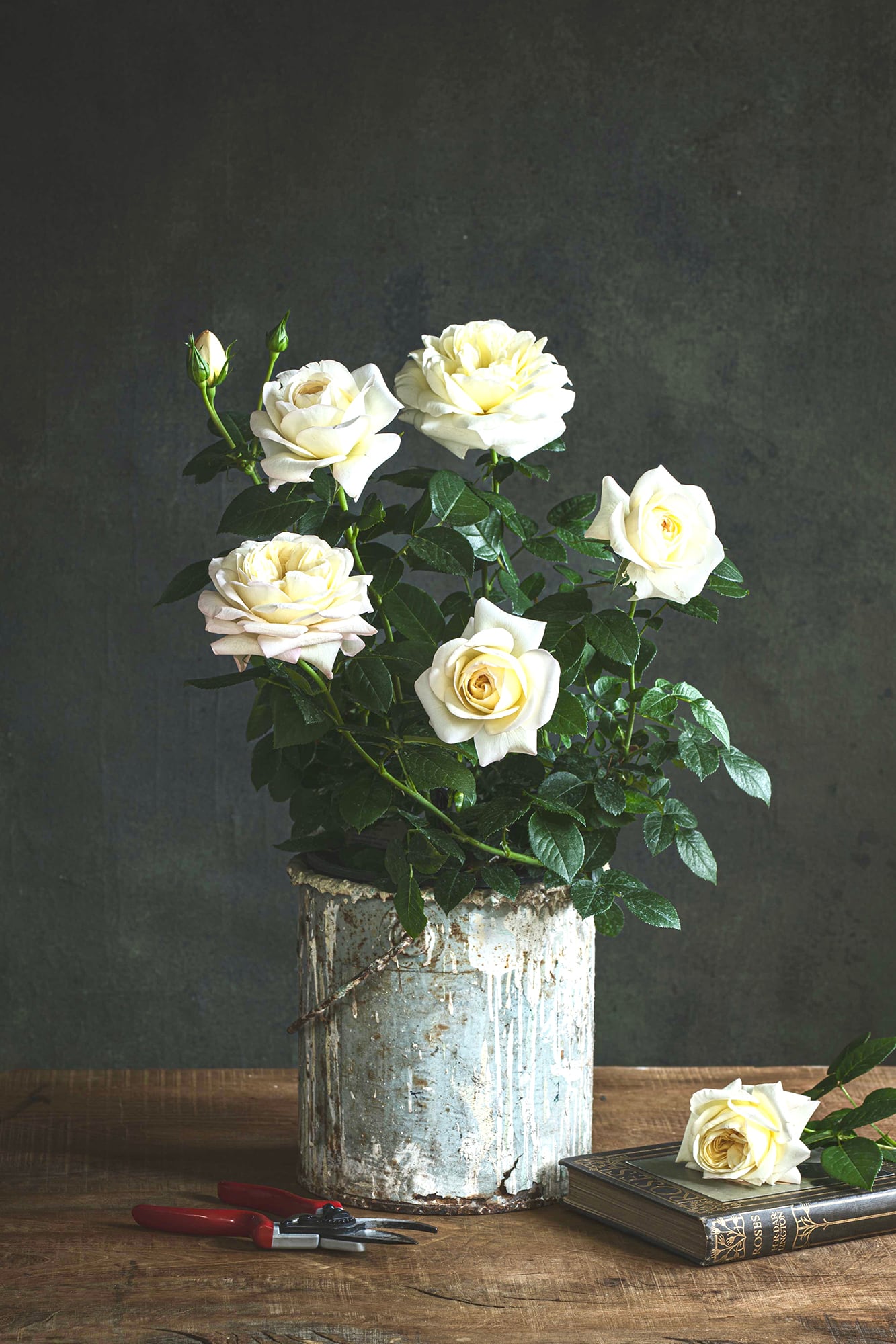 La rosa 'Kate Moss', lanzamiento 2026 por Peter Beales