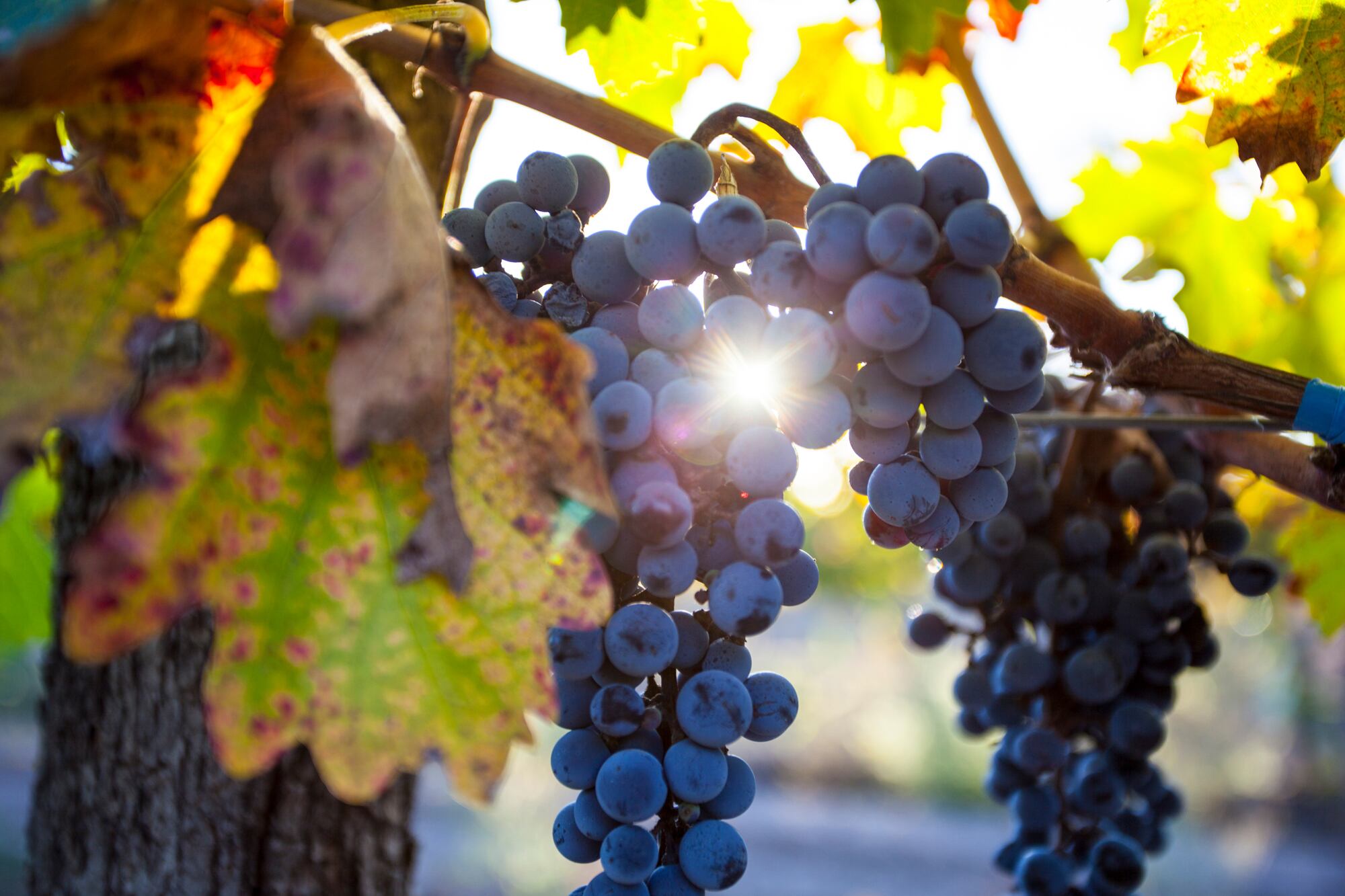 El Malbec hoy está presente en 14 provincias argentinas