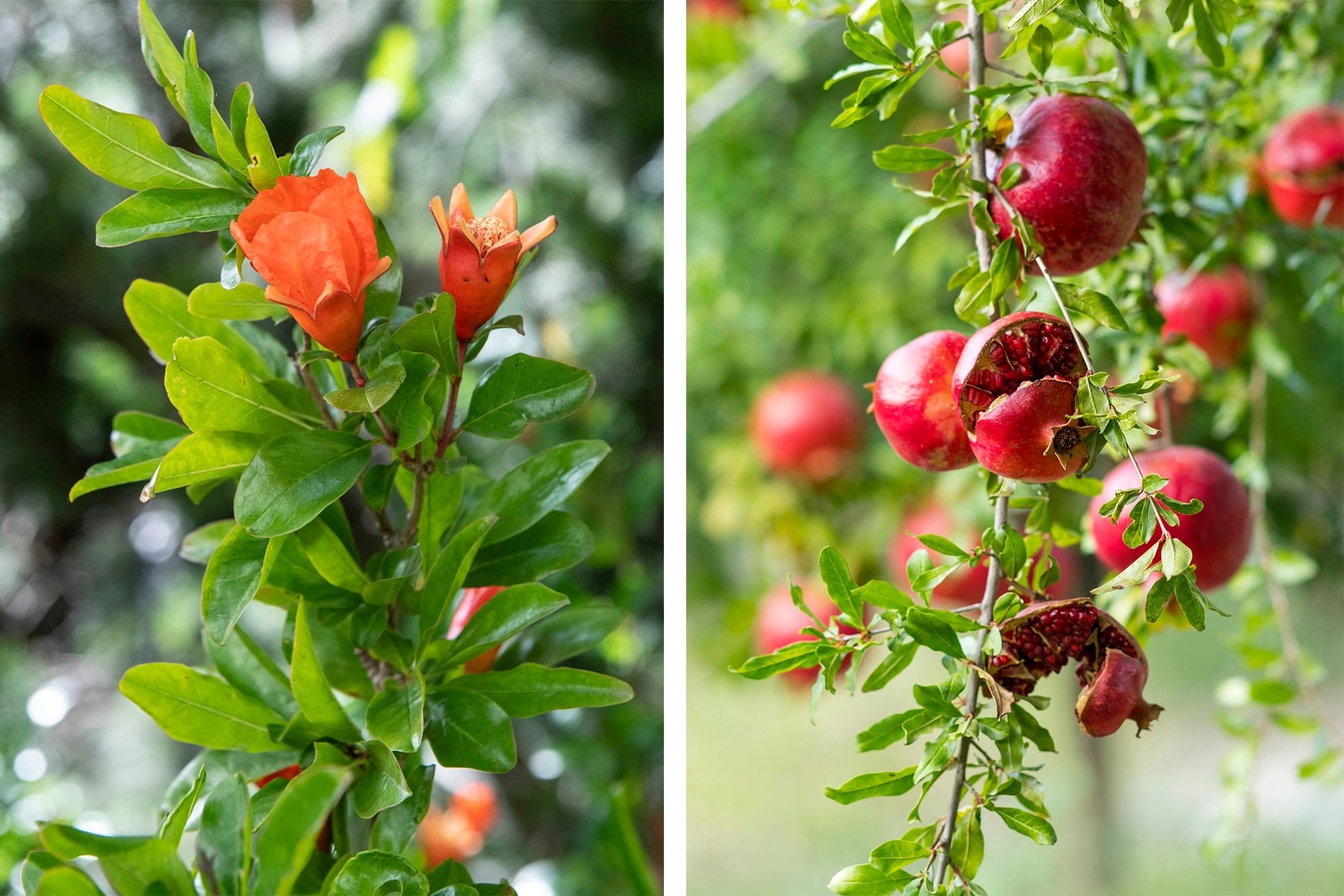 El granado aporta flores vistosas, frutos llamativos y una presencia ornamental que va mucho más allá de su cosecha