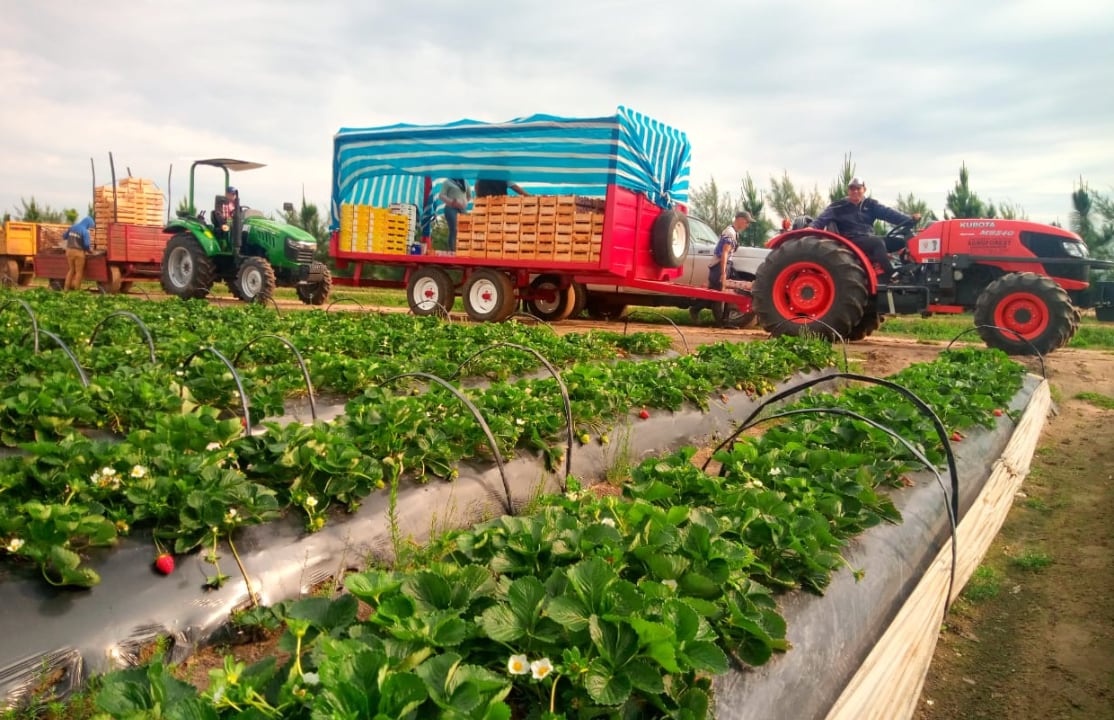 Las frutillas de los hermanos Alegre