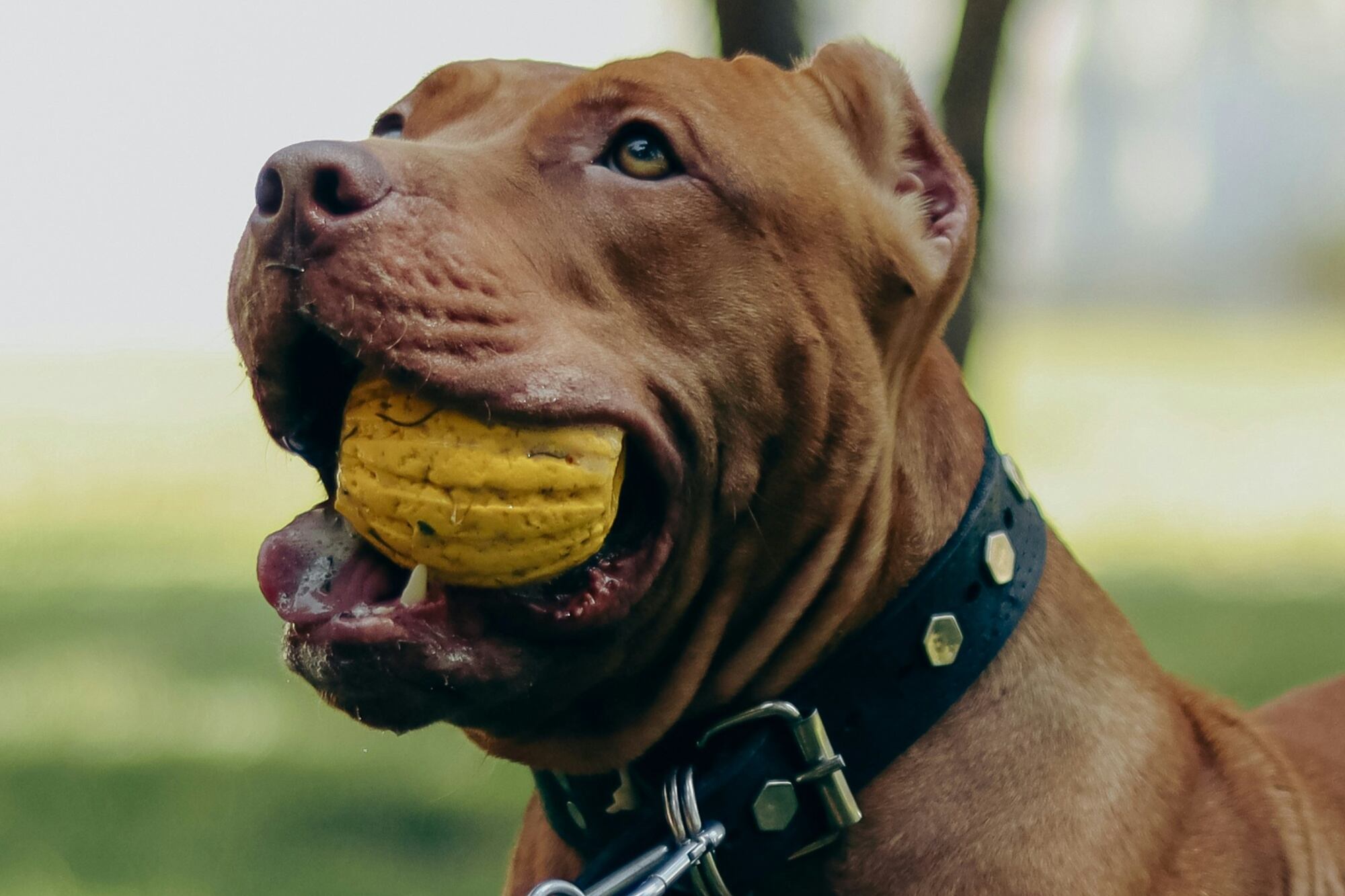 Los perros pitbulls son catalogados como peligrosos y por eso se debe regular la tenencia (Archivo)