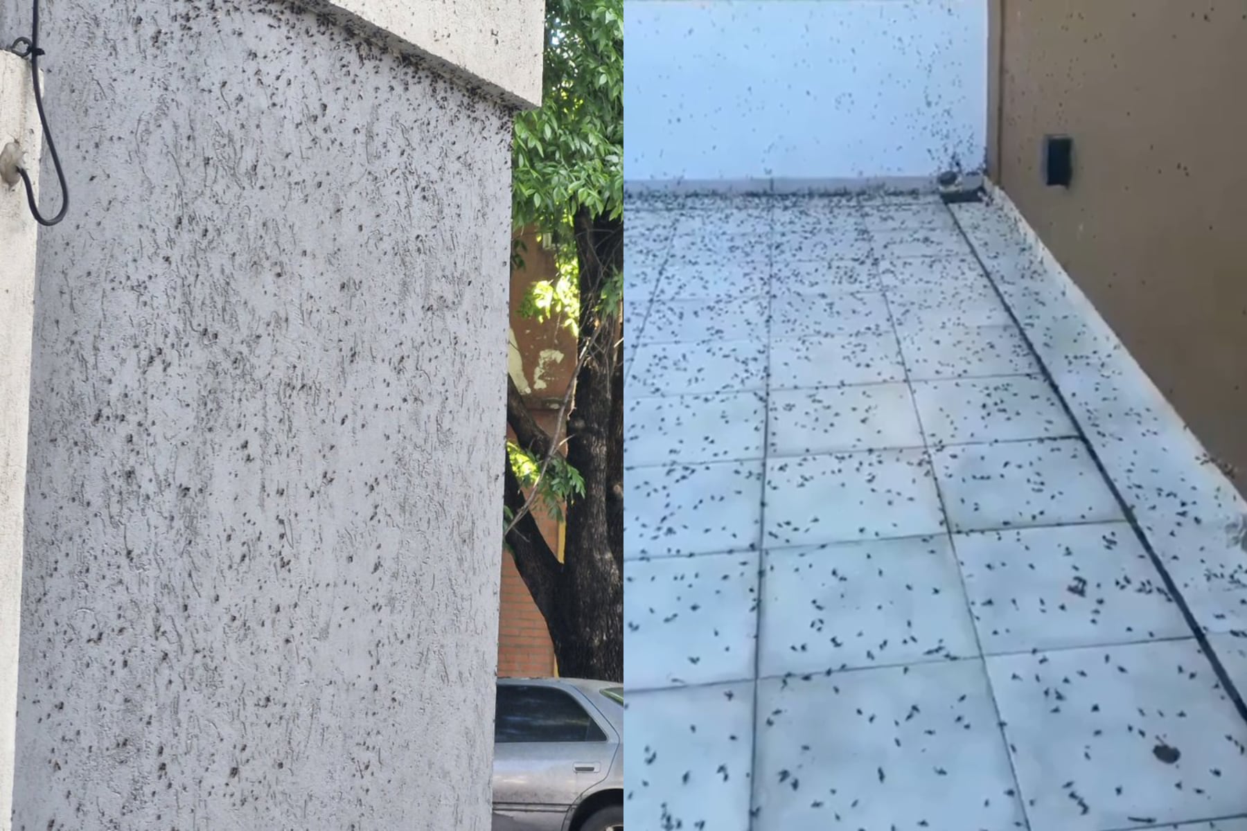 Las hormigas forman colonias organizadas capaces de invadir espacios enteros en cuestión de horas