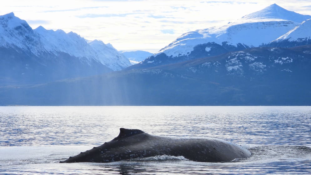 El canal Beagle es una zona de alimentación para estas especies de ballenas donde encuentran suficiente alimento