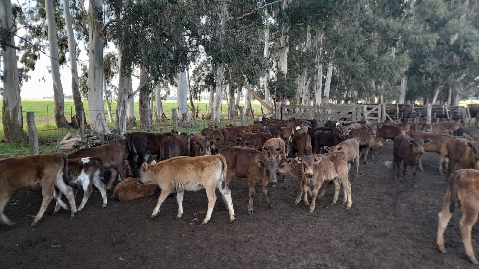 Con una producción de ciclo completo, la actividad de García Espil comienza desde que esas 170 vacas se preñan hasta la venta de los novillos terminados de más de 700 kilos para exportación