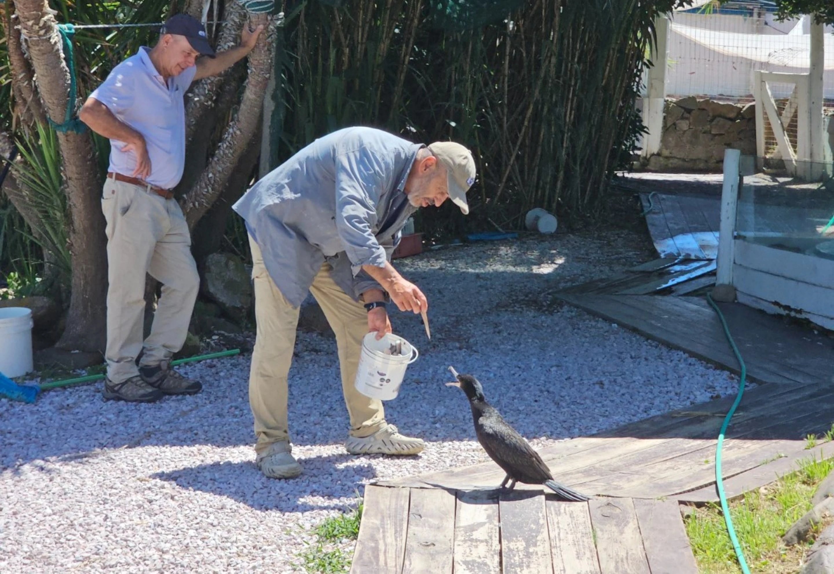 Pelea por un “Indiana Jones” del mar cerca de Punta del Este: “salva” animales, ocupa la playa y traficó pingüinos