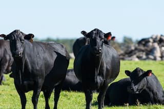 Por qué la carne de novillo es la elegida por los conocedores