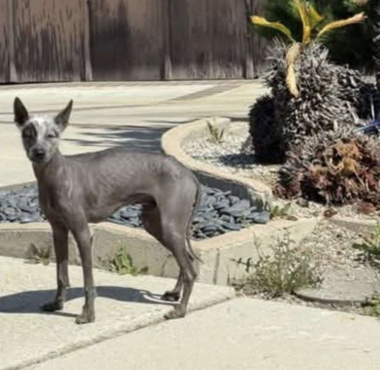 Con un aspecto peculiar, lo rescataron en un barrio residencial y conocieron su triste pasado: “Lo habían bajado de un Lexus”