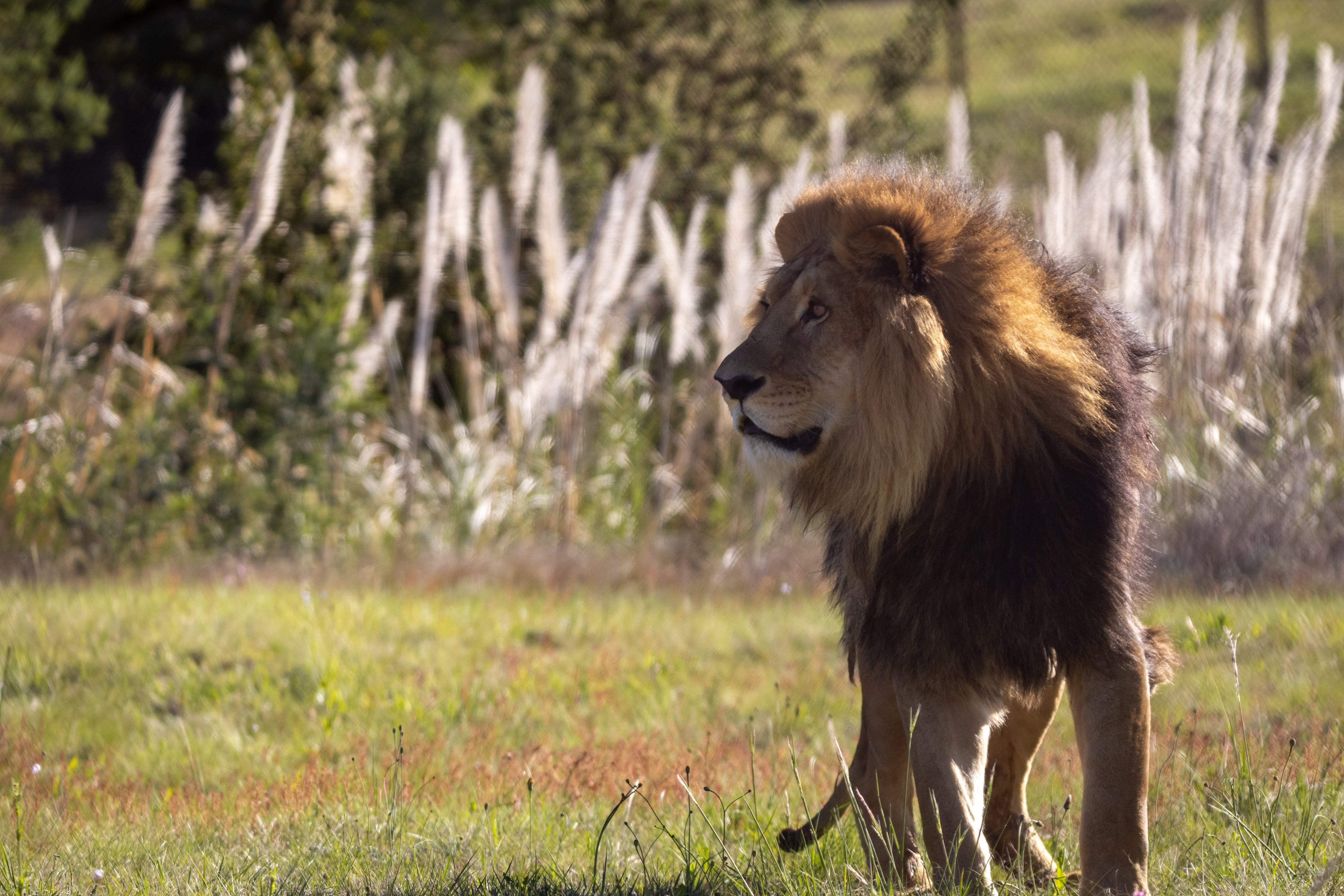 El león Joe en Lionsrock, Sudáfrica