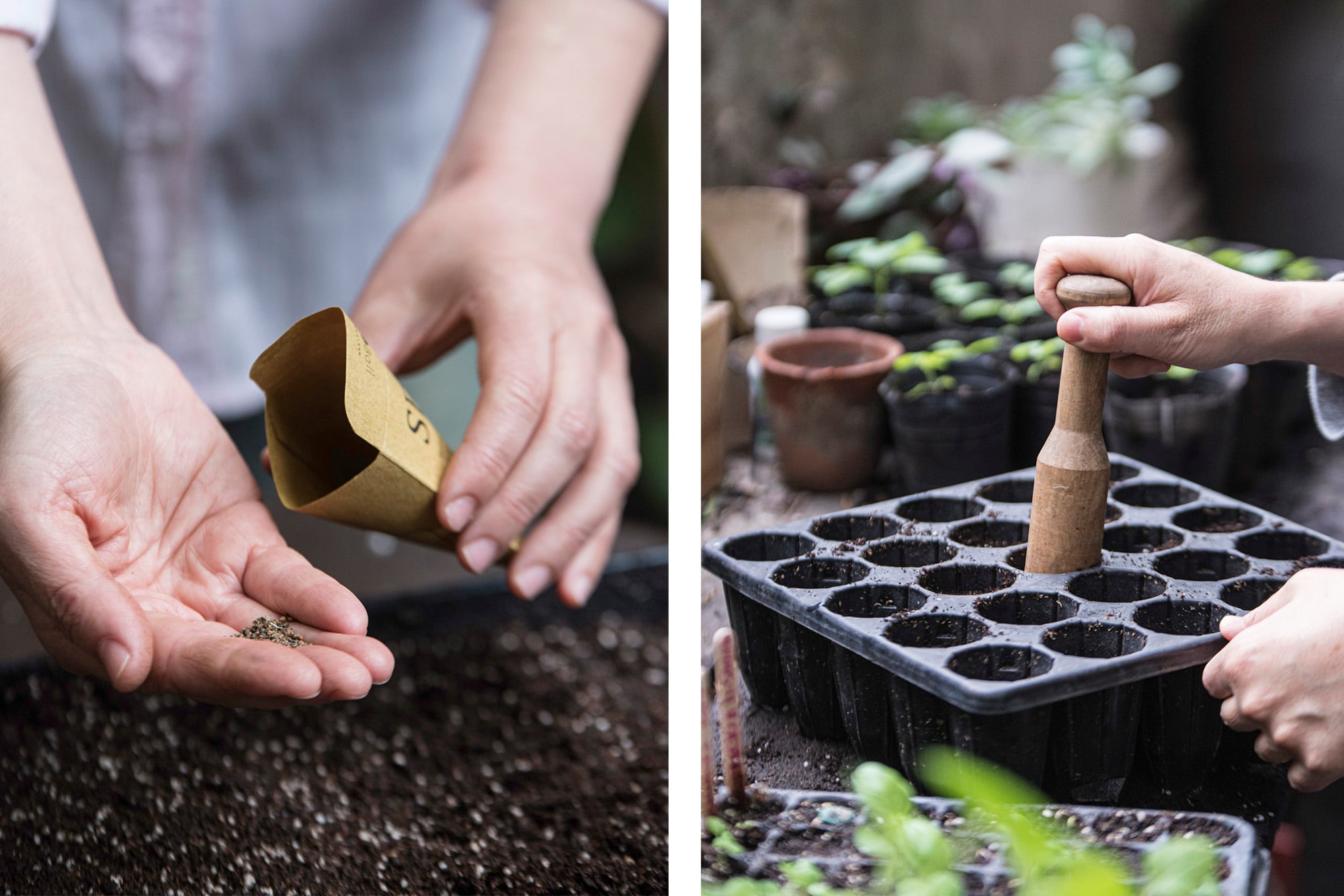 Durante el cuarto creciente es el momento ideal para sembrar plantas que producen hojas, tallos u otras partes aéreas