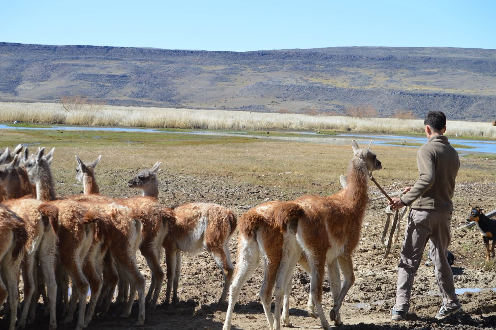 Así trabajan con los guanacos