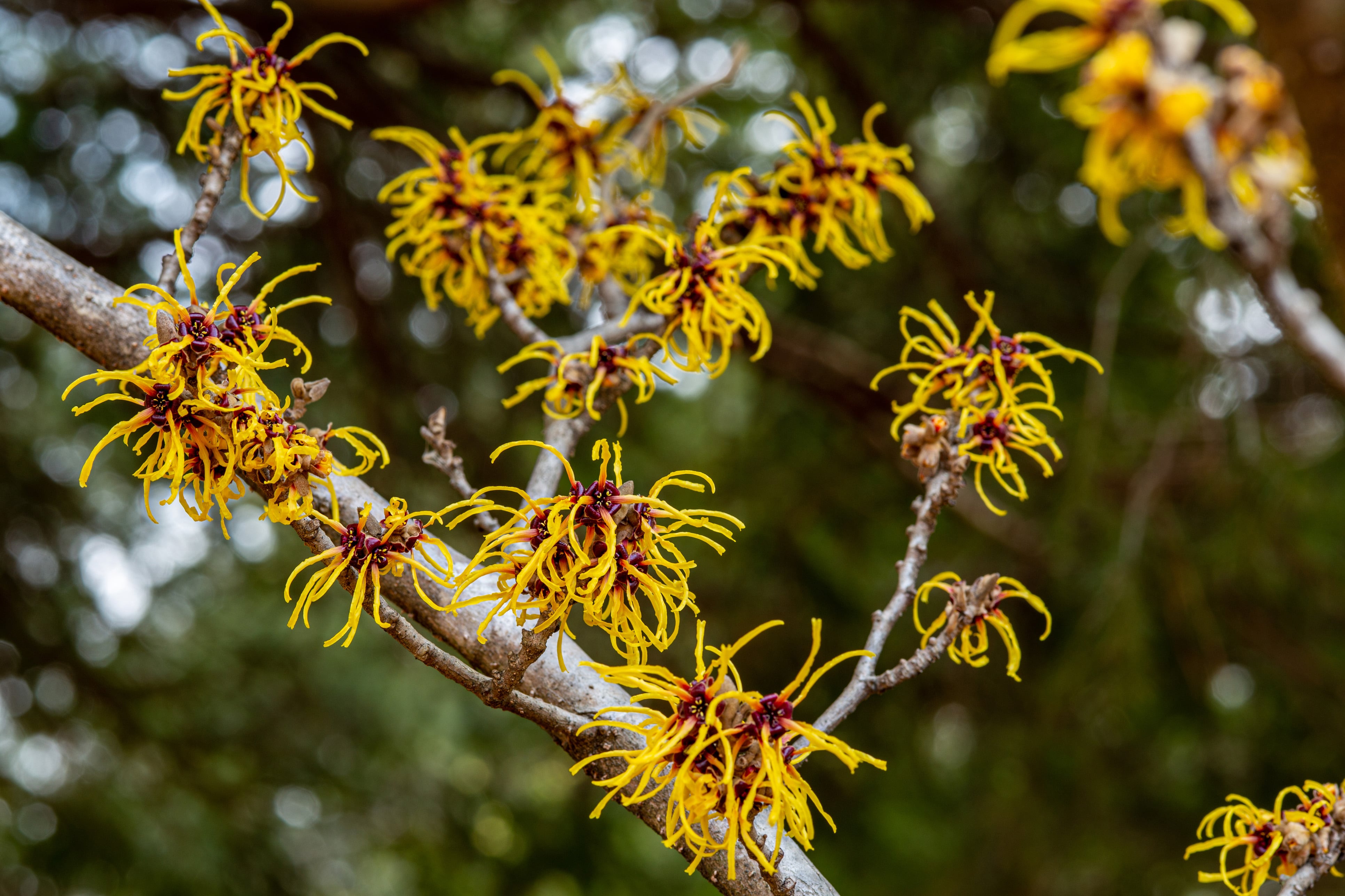 Hamamelis es un arbusto poco frecuente pero de gran belleza que florece en invierno con flores finas y perfumadas