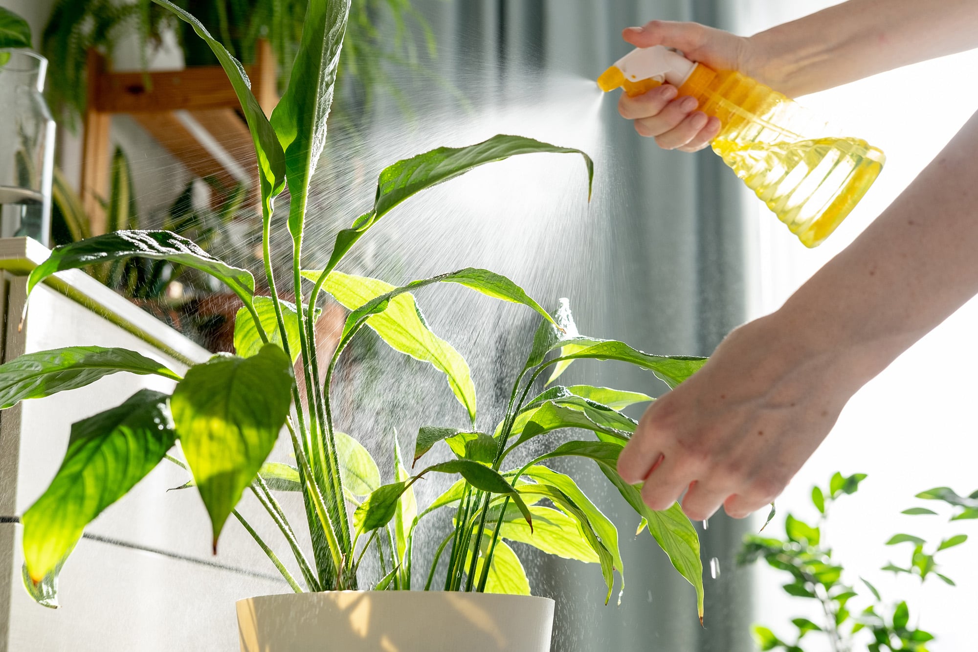 Las plantas aparecen como una manera posible de echar raíces, aunque sea en una maceta