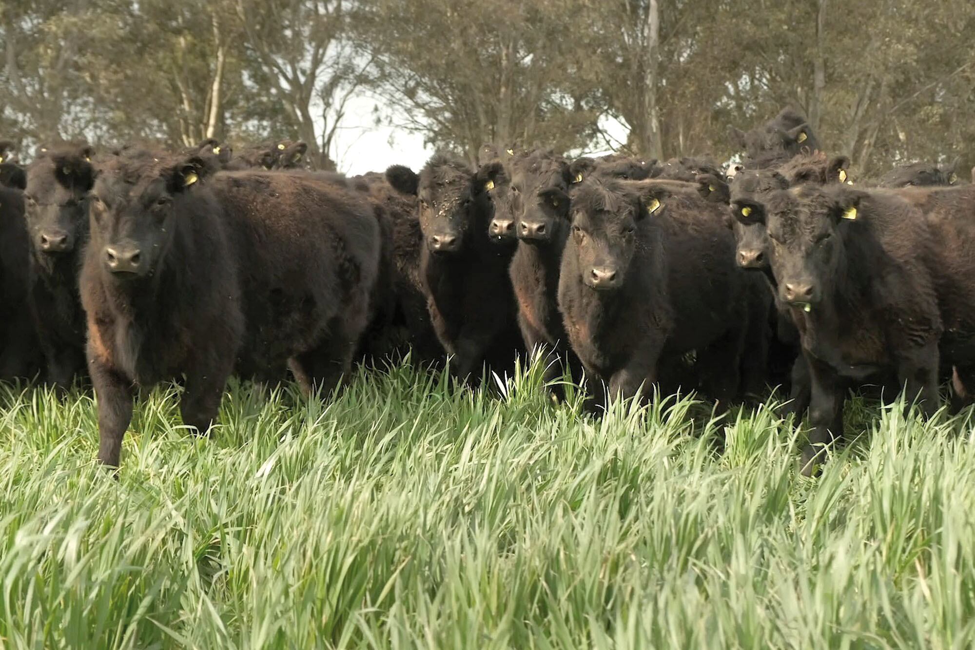 Más allá de los precios hay otros factores que influyen sobre la producción