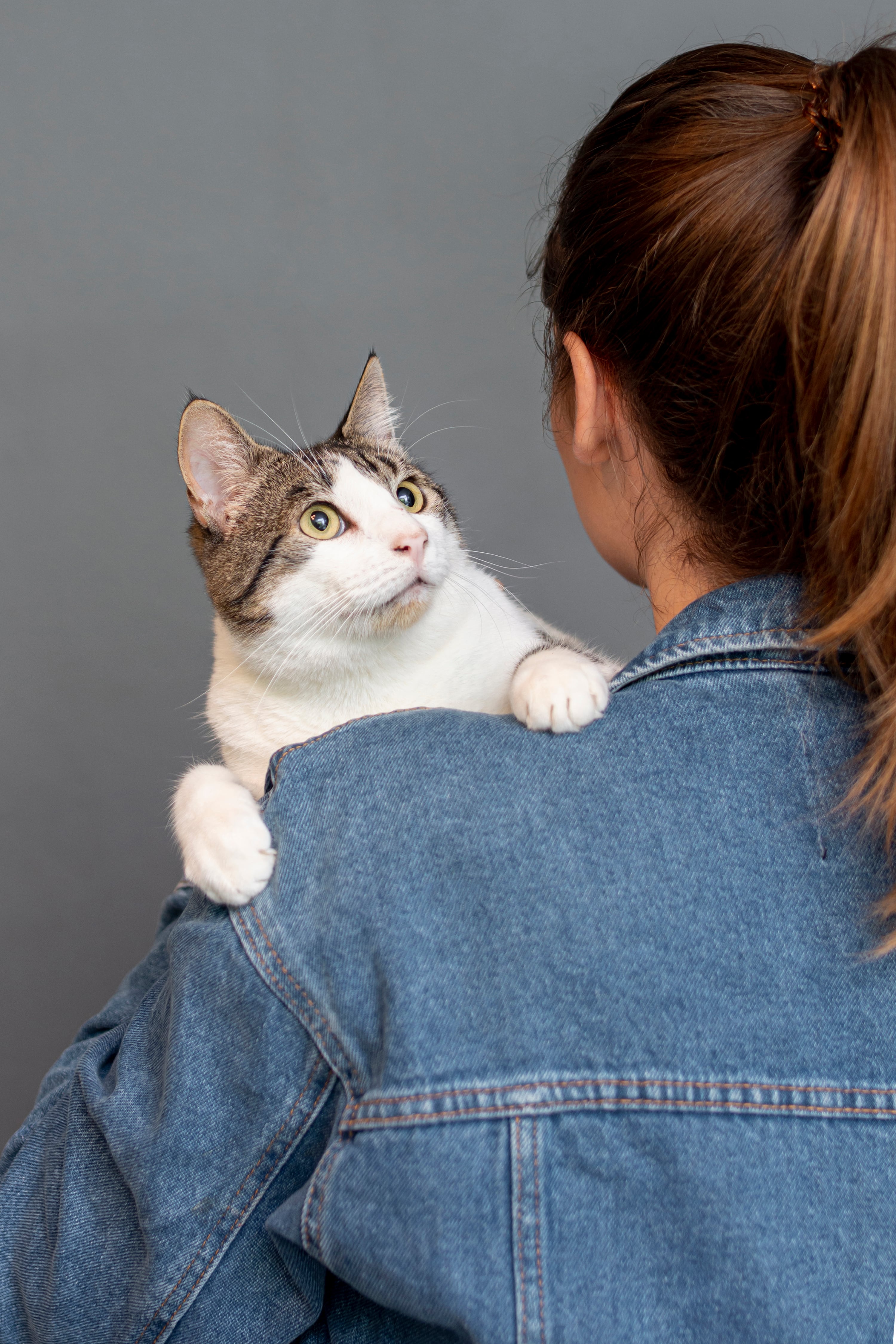 El gato valora a quien cubre sus necesidades (Foto: Freepik)