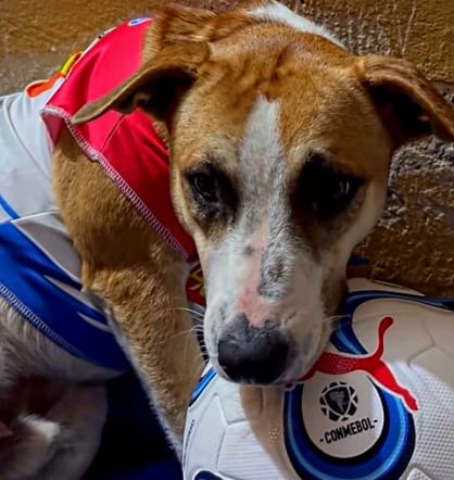 El cachorro fue bautizado por los hinchas como el