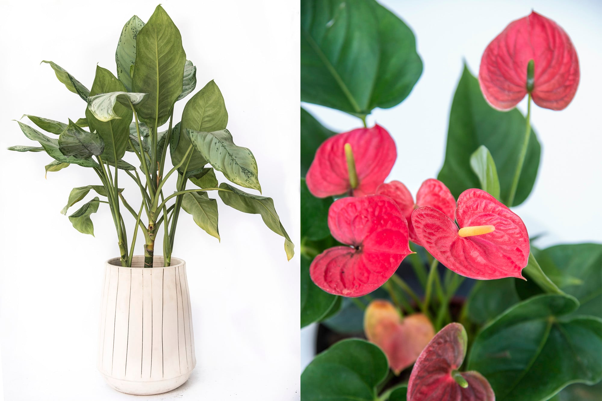 Aglaonema conmutatum 'Silver Queen' y Anthurium andreanum, algunas de las plantas que más sufren con la cafeacción en el hogar