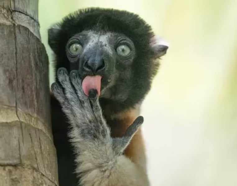 Premios Nikon de la vida silvestre: estas son las fotos de animales más divertidas del 2025