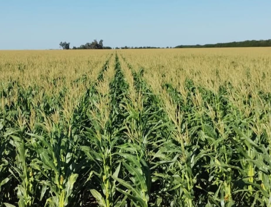 En la actualidad, en El Clarinete, poseen unas 4000 hectáreas con cultivos de soja, maíz y trigo, y un feedlot de 10.000 cabezas