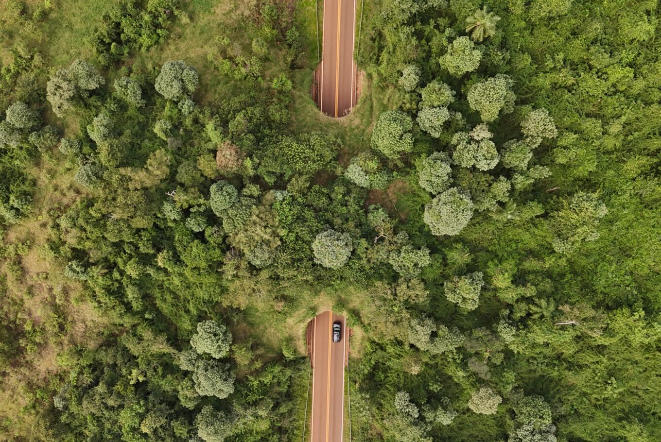 Los pasos de fauna –también llamados puentes verdes o ecoductos– son estructuras como túneles o puentes construidos para permitir el cruce seguro de animales silvestres