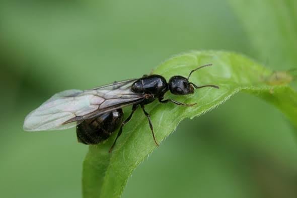 Qué significan la aparición de hormigas con alas en el jardín