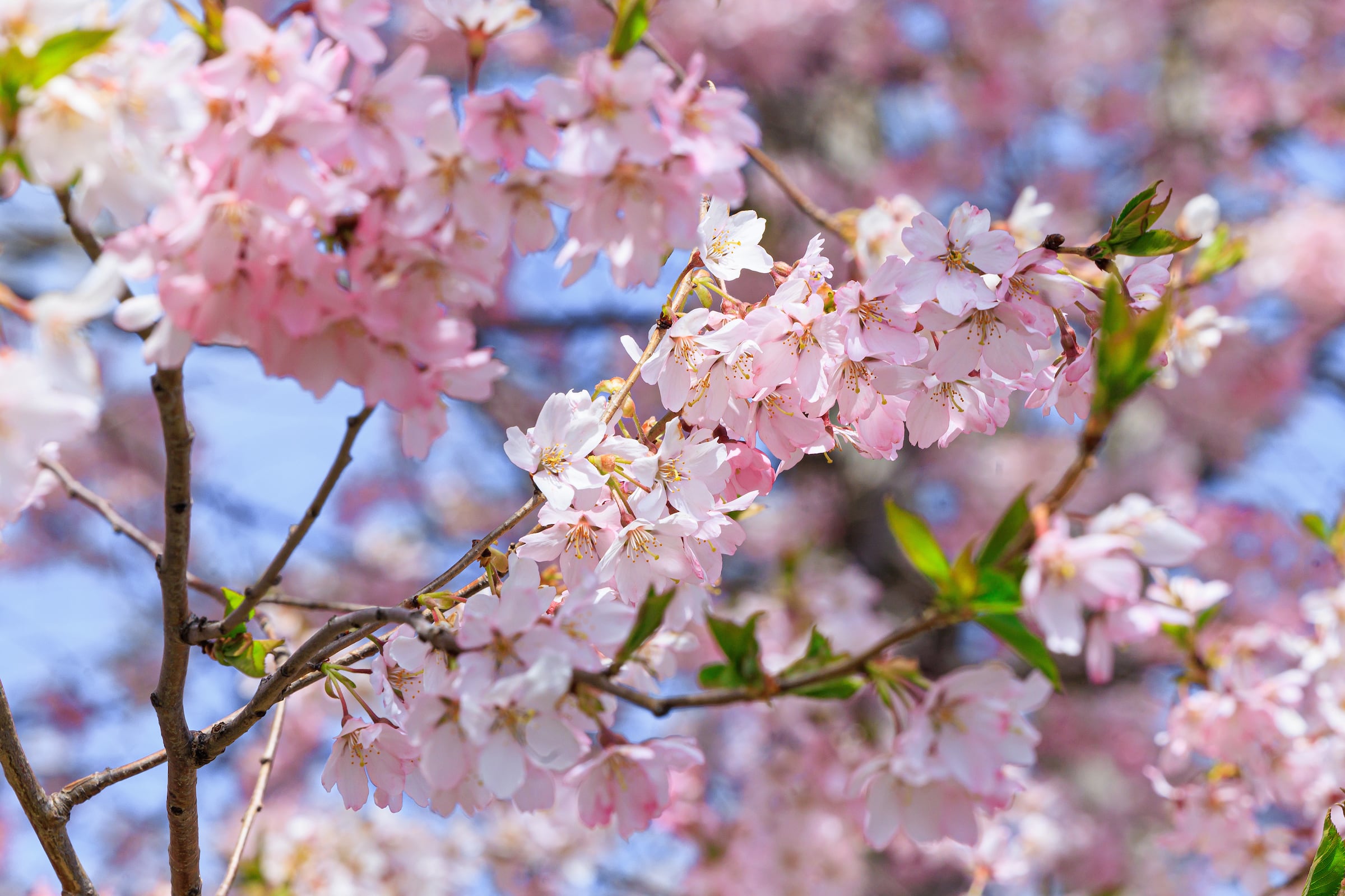 Los árboles están distribuidos en distintos puntos estratégicos dentro del parque, todos a poca distancia entre sí