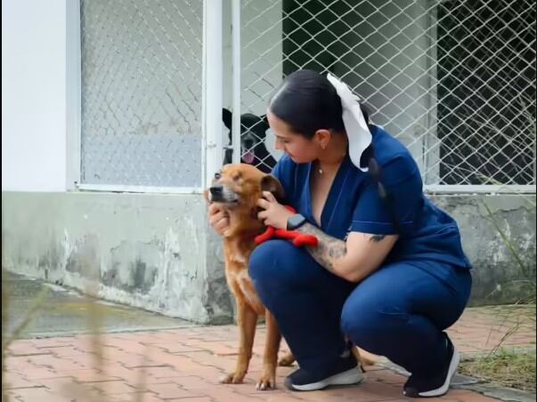 La mascota de 8 años fue trasladada al centro Zoonosis de Armenia donde recibió tratamiento y se recuperó de sus heridas