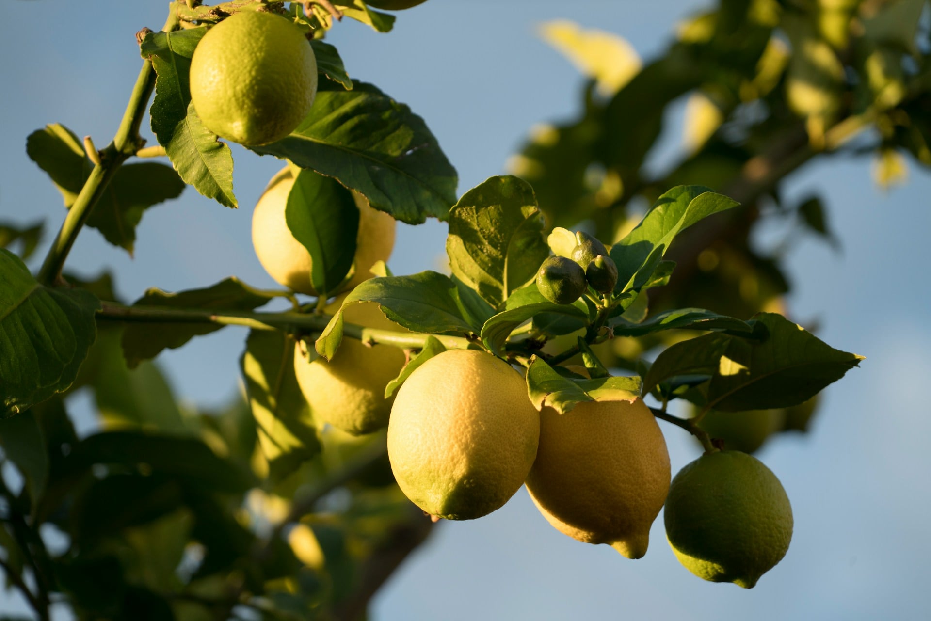 Se recomienda tomar el jugo de limón en ayunas