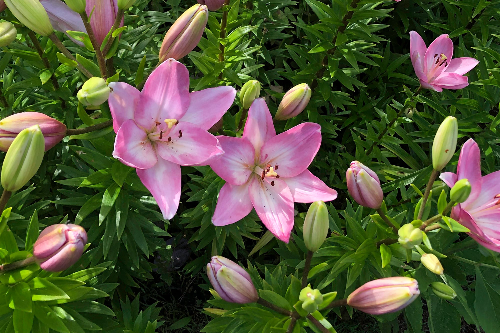 Ixia, género de plantas perennes bulbosas