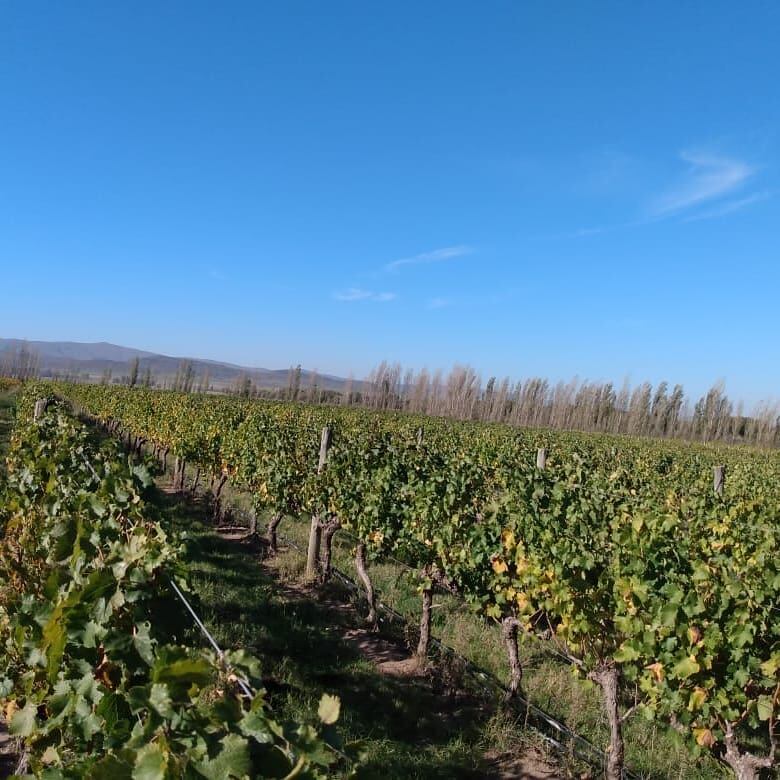 Bodega Saldungaray con las sierras de la Ventania detrás