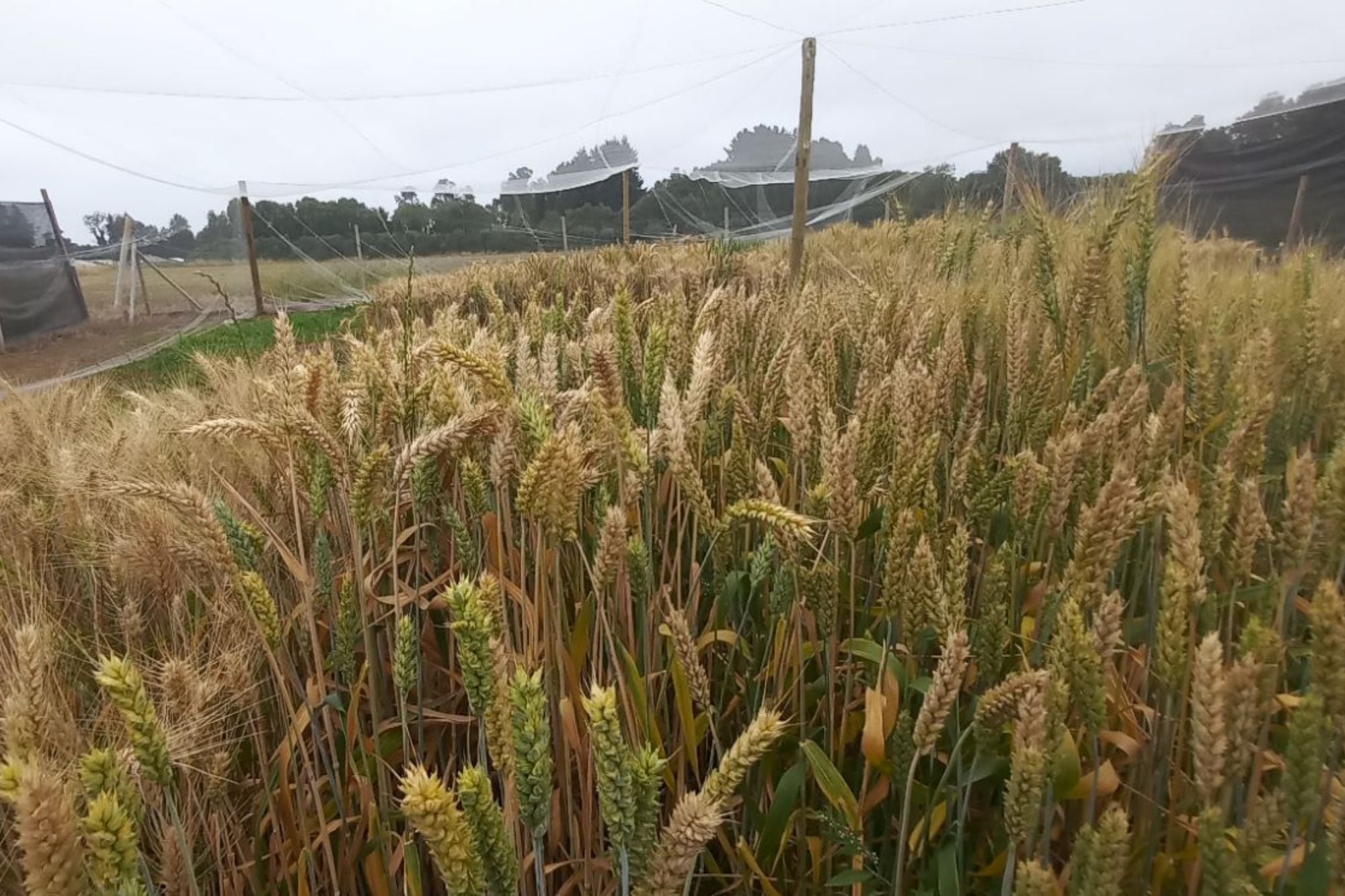 Ensayos de campo con trigo editado en temporada 2025/26 en Chile.