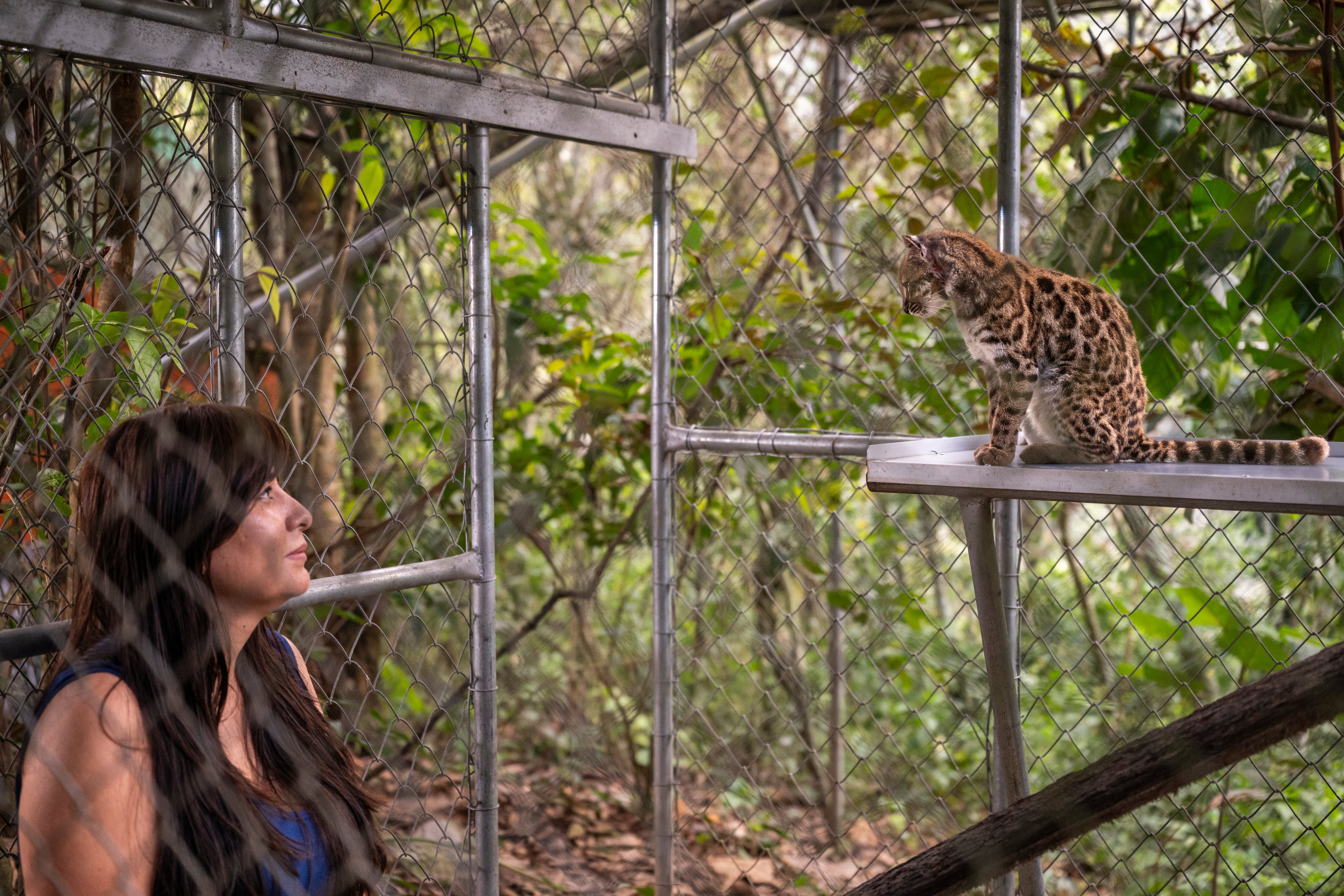 La exploradora de National Geographic Paola Nogales Ascarrunz, observa al individuo de