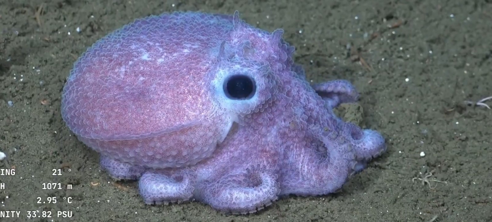 Furor por un nuevo streaming del Conicet que muestra las especies del fondo del mar