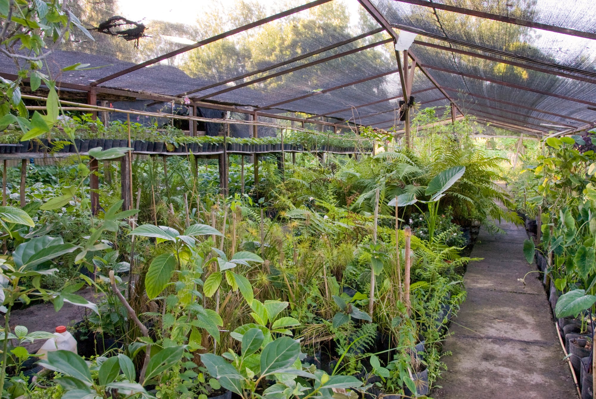 En 1973 viajó a Panamá a visitar a su hermano Martín, quien se dedicaba al cultivo masivo. Ver los viveros tropicales gigantescos con invernáculos de 30 metros fue el verdadero descubrimiento que le despertó la fascinación por la producción a gran escala