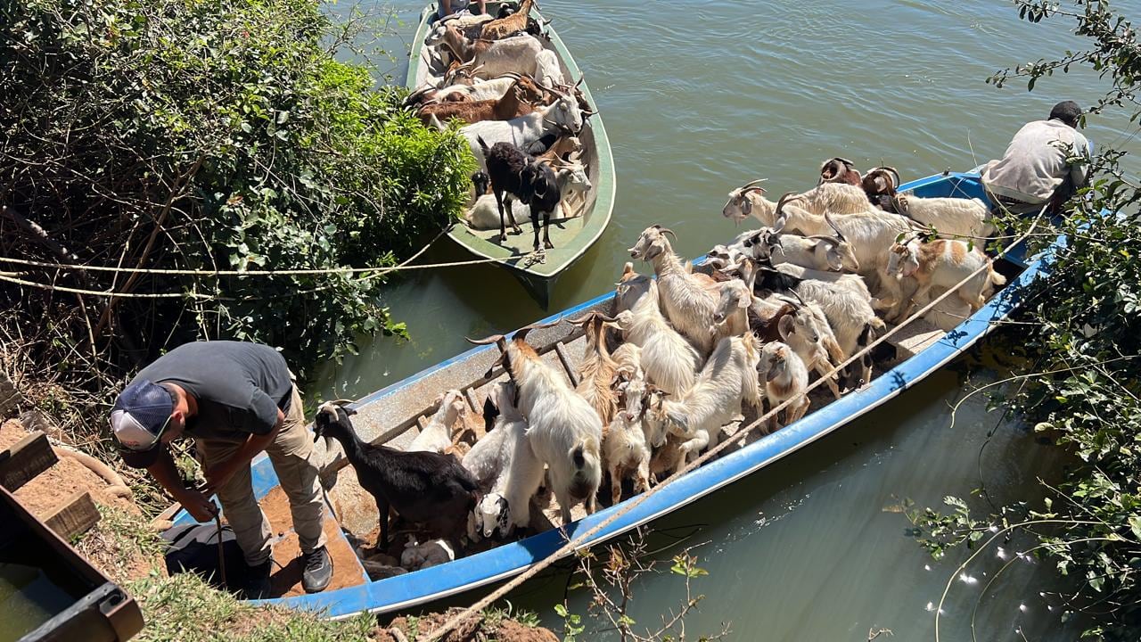 Cabras cruzando en lancha