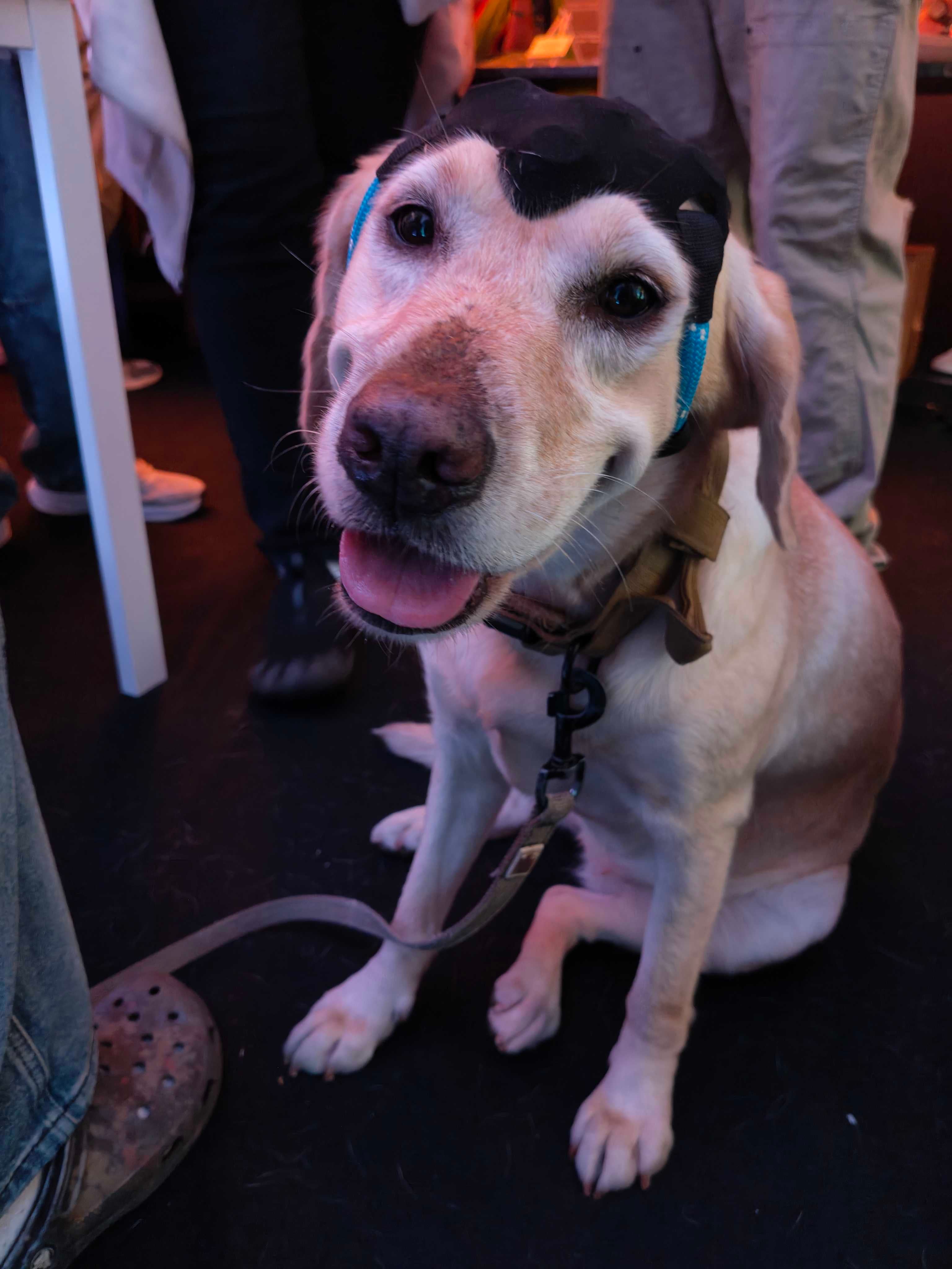 Los perros reciben entrenamiento mediante refuerzo positivo para identificar compuestos asociados a distintos tipos de cáncer en muestras de aliento humano
