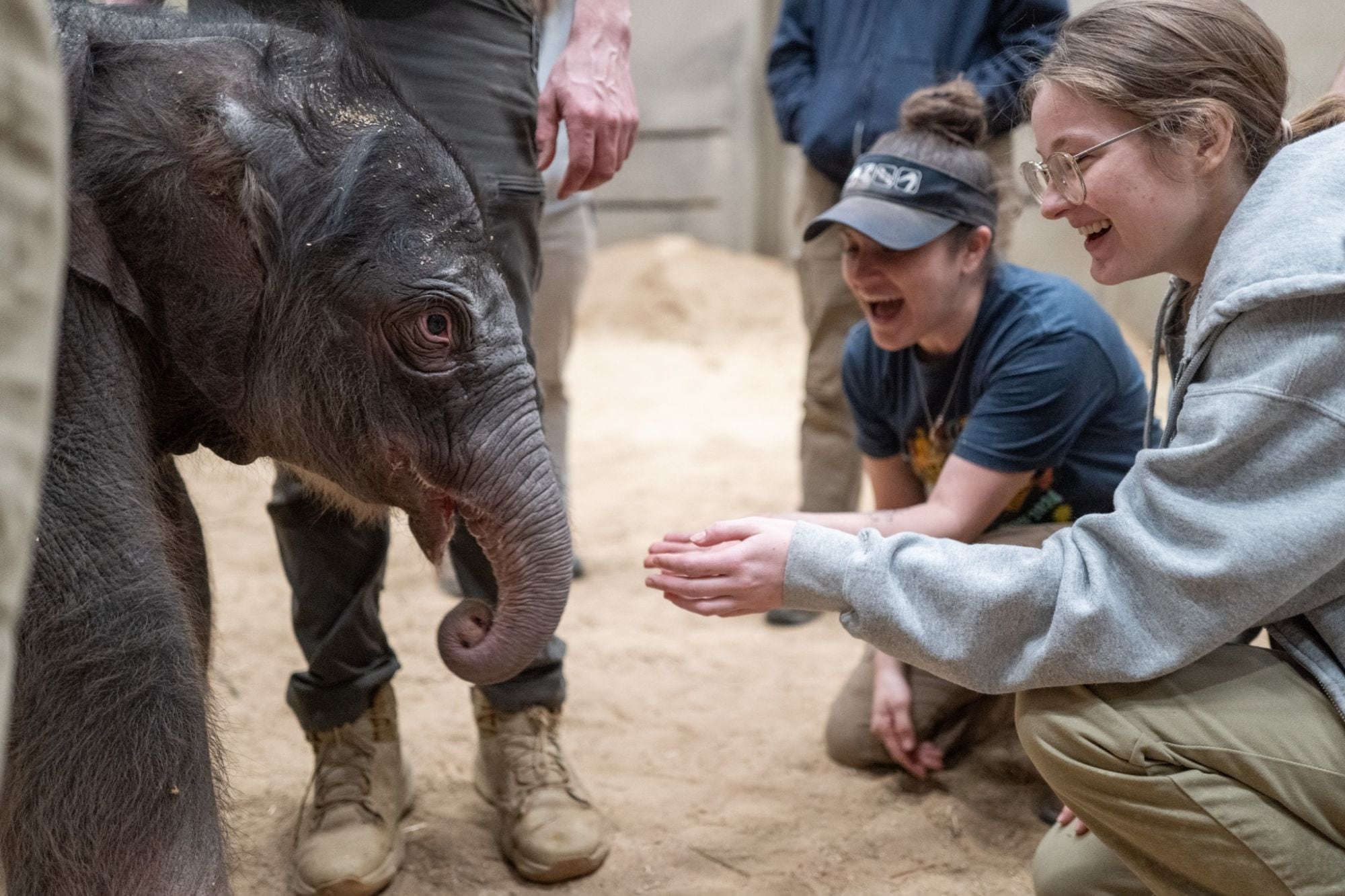 El primero en dos décadas: el Zoológico Smithsonian presenta al primer bebé elefante nacido en Washington