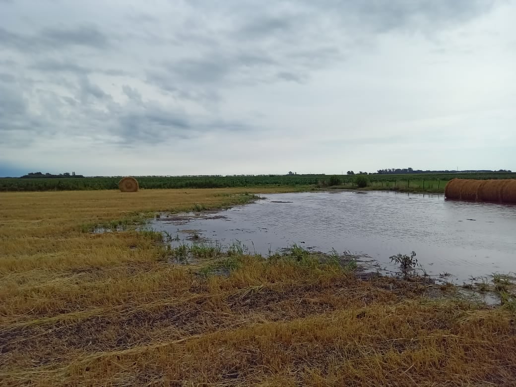 En Junín la lluvia llegó y sirve especialmente para los cultivos que están definiendo rinde