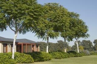 Cuáles son los árboles necesitan protección contra las heladas y cómo hacerlo