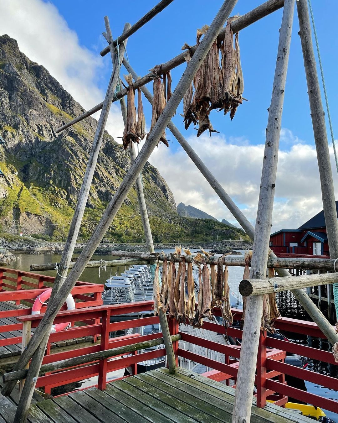 El bacalao atlántico jugó un papel muy importante en la dieta vikinga, donde lo conservaban en salazón