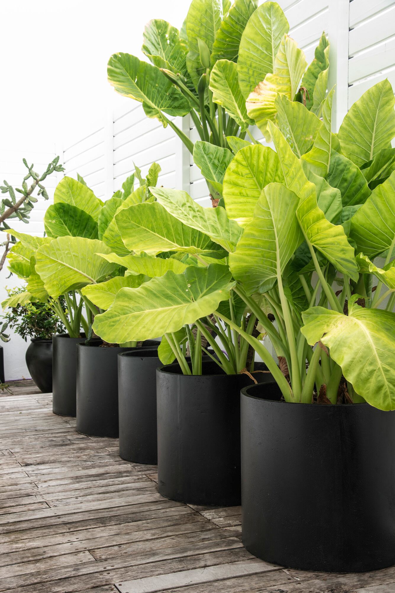 Un mismo color y una misma especie ganan presencia y protagonismo