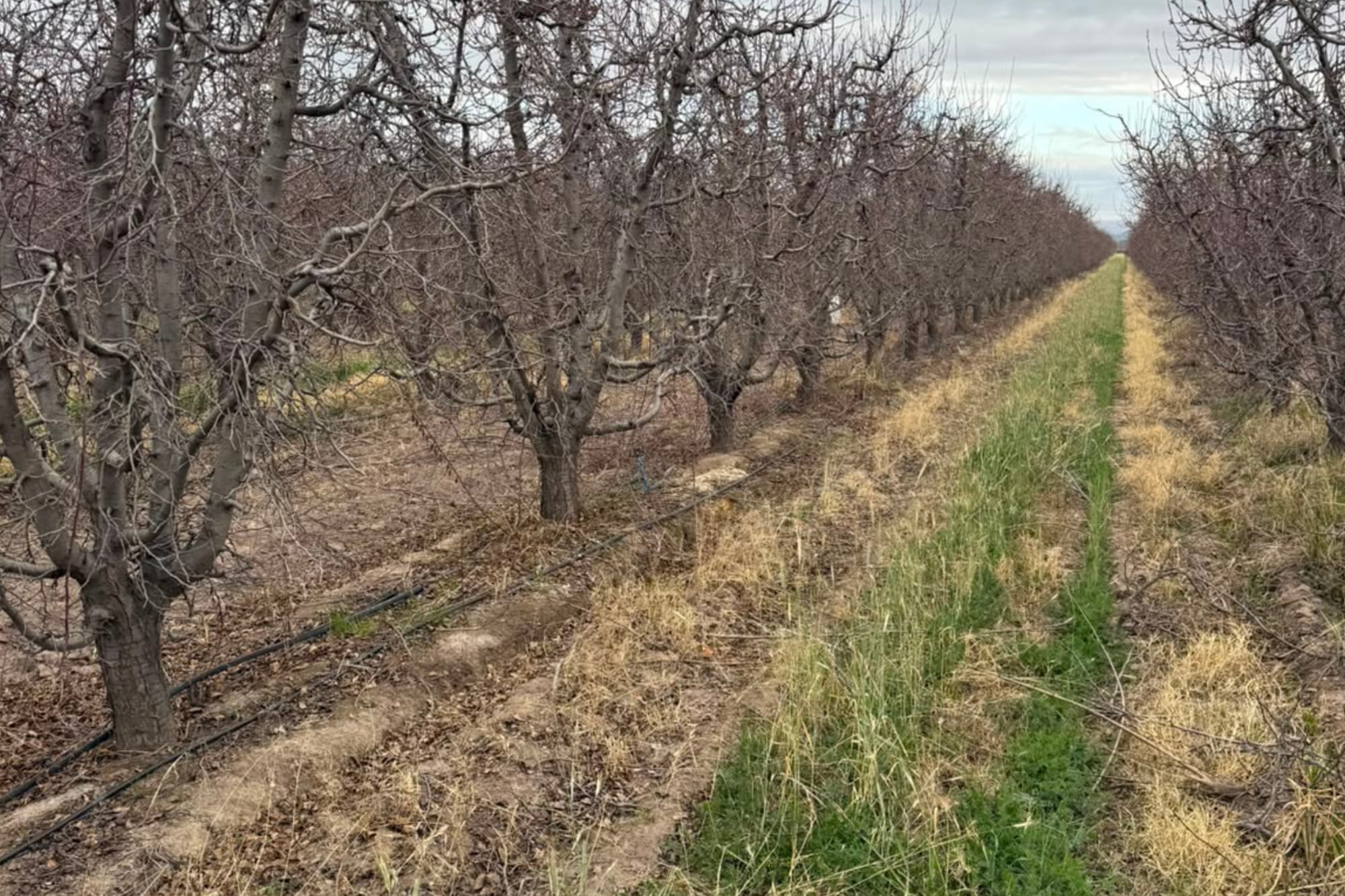 La finca familiar está en el Valle de Uco; ante la falta de rentabilidad de la manzana, Giusti decidió reemplazar parte de la plantación por ciruelos