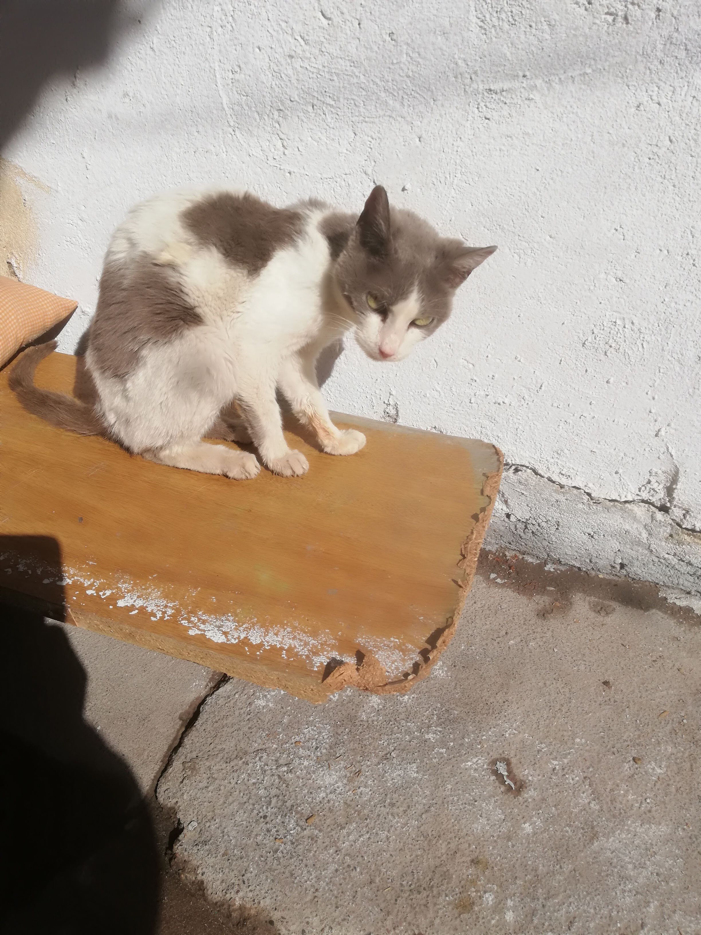 Twiggy era parte de los gatos adultos, de esos que nadie nunca adoptaría.