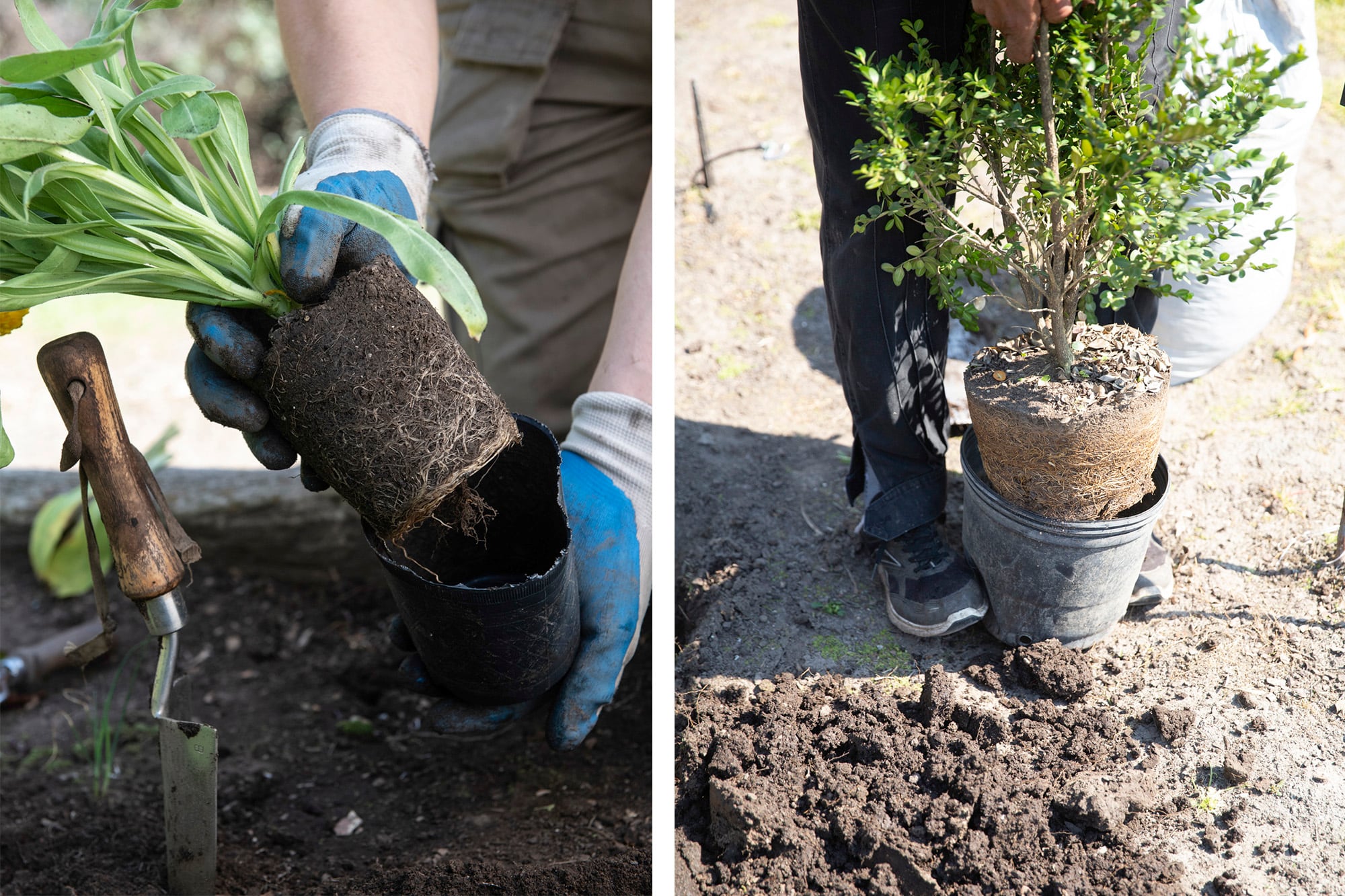 Para muchos jardineros, plantar empieza mirando el cielo
