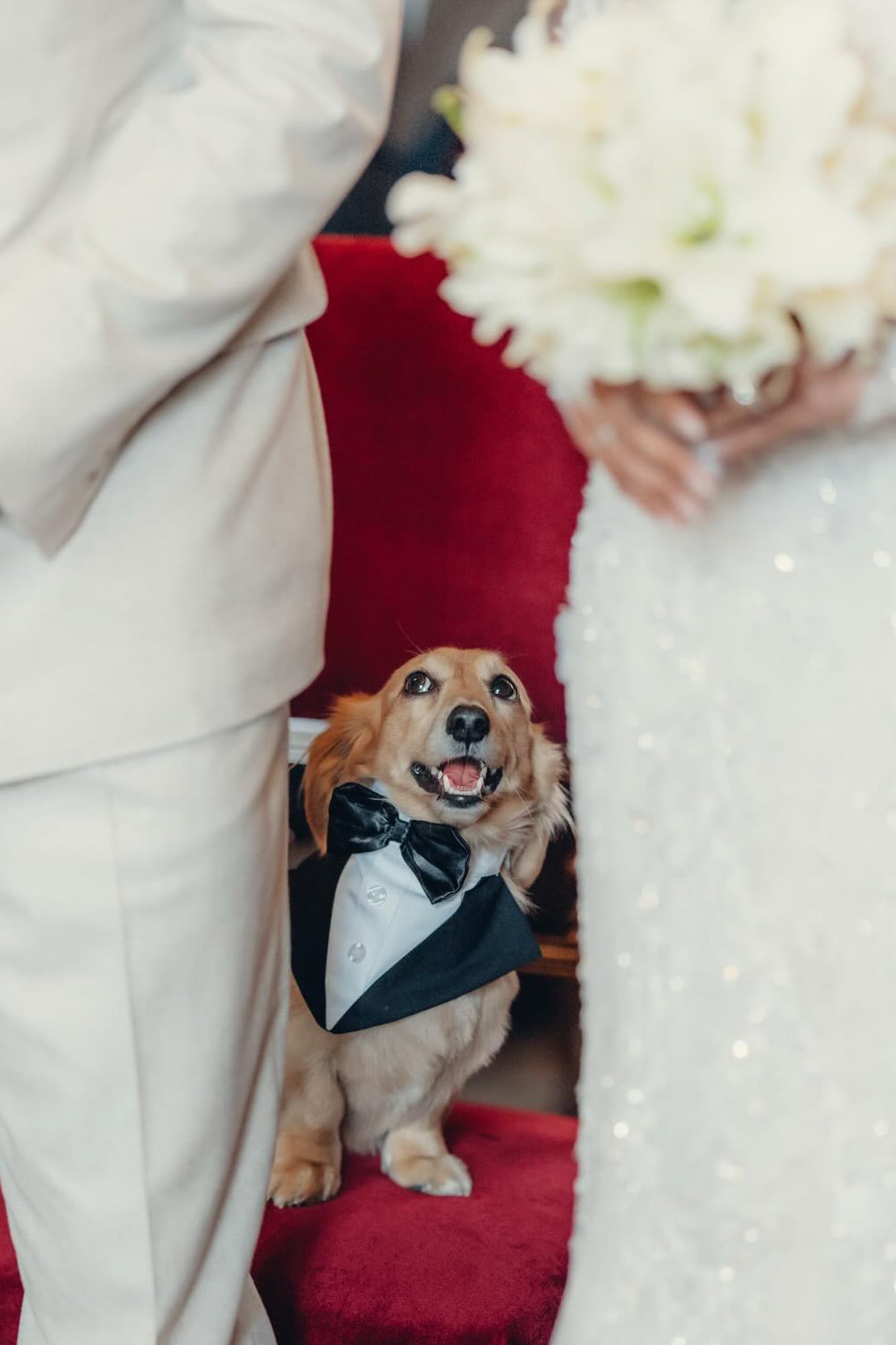El Dachshund durante la ceremonia civil