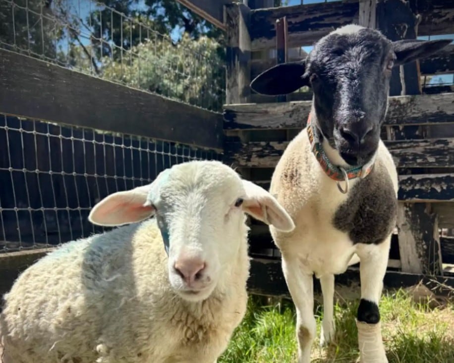 La oveja fue rescatada y goza de buena salud en un refugio australiano