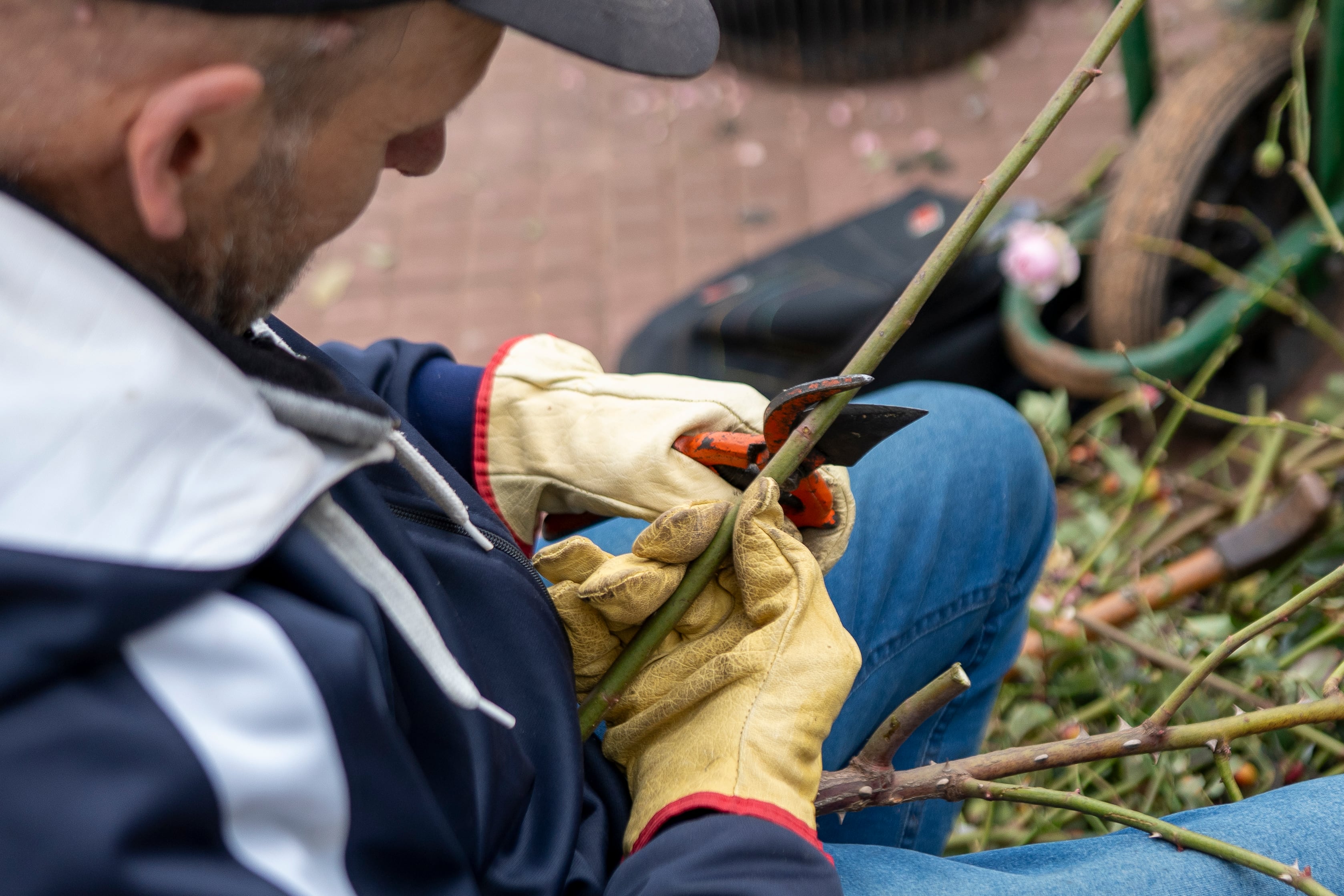 El Rosedal de Palermo regala esquejes: cuándo y dónde retirarlos y el paso a paso para plantar un rosal en casa 6 El lugar cuenta con 8000 rosales de 93 especies diferentes. Sus esquejes son recortados con especial cuidado