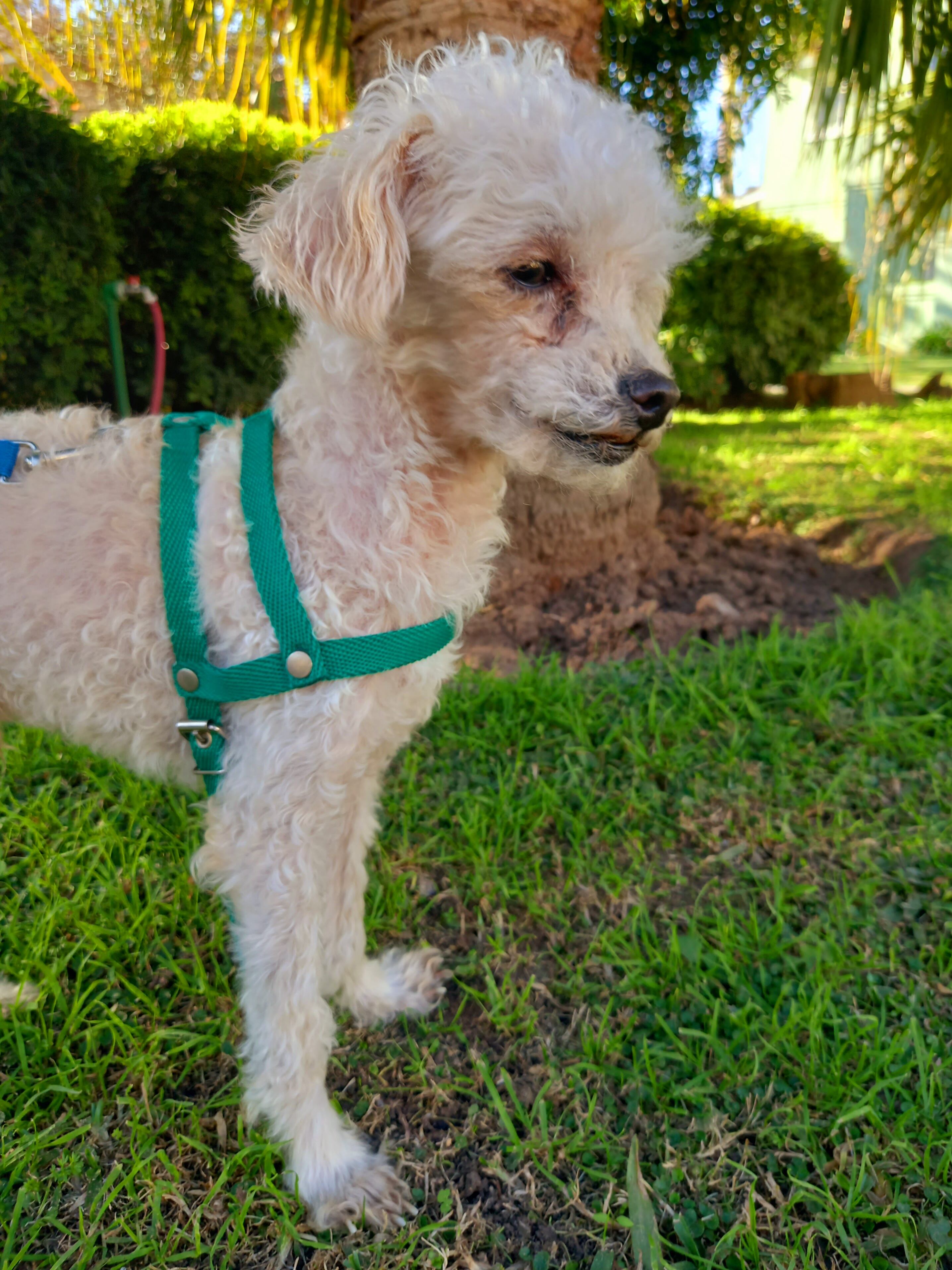 Fernanda repitió la misma rutina durante tres días más hasta que, una tarde, como si el pasado no hubiera existido, Julito salió caminando con paso firme, ágil y unido a ella por la correa.