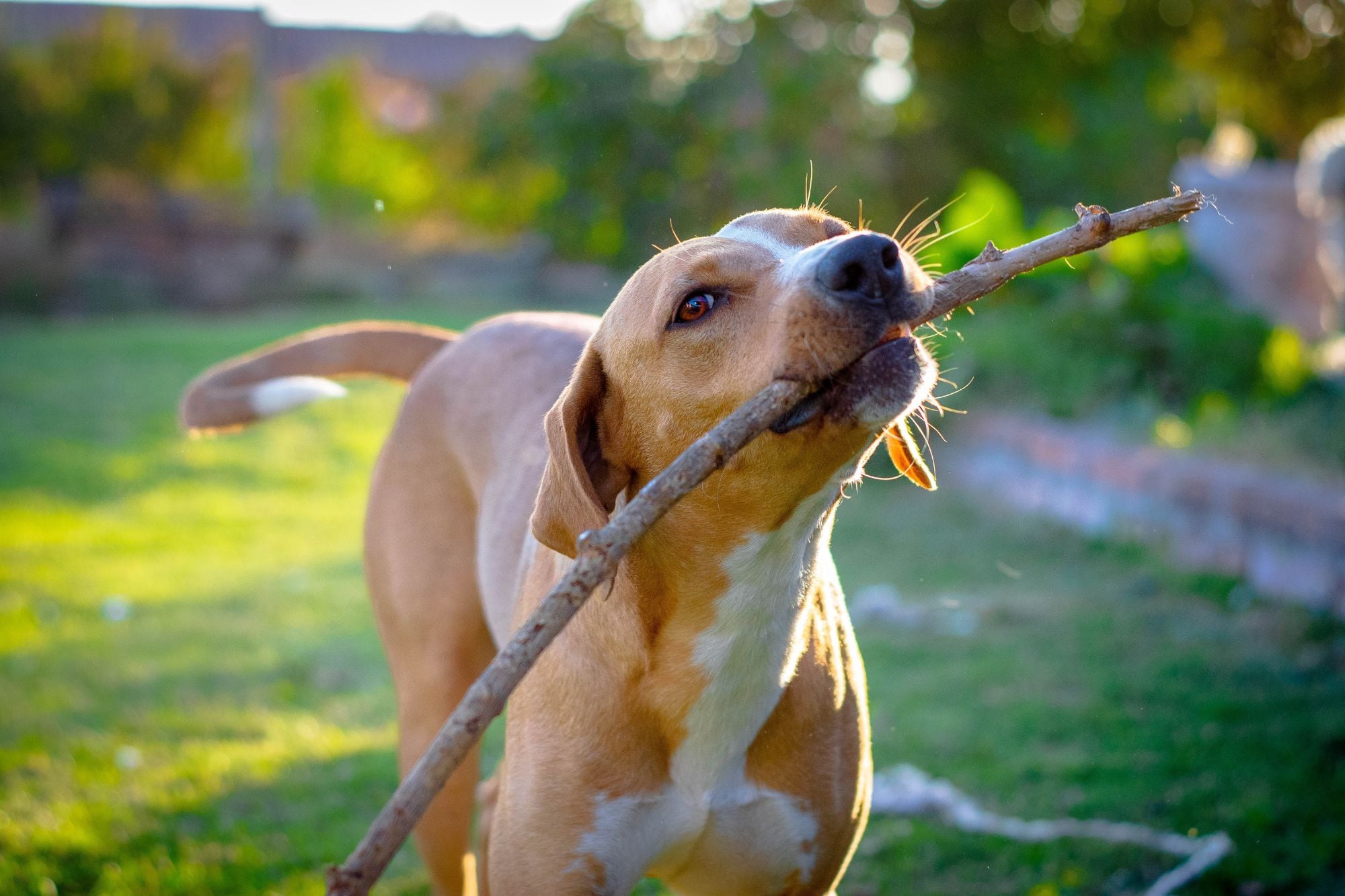 Esto es lo que deberías saber (y nadie te dijo) sobre adoptar un perro y sumarlo a tu familia