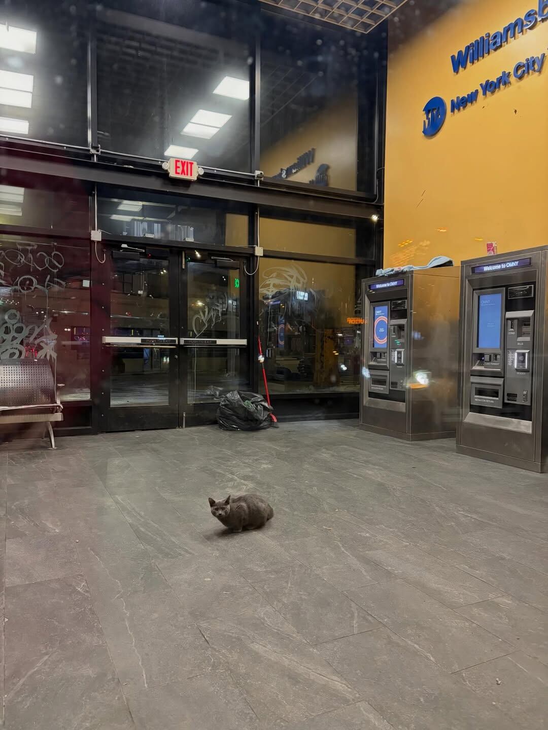 Era de noche, las puertas estaban cerradas y el gato había quedado atrapado.